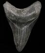 Serrated, Lower Megalodon Tooth - South Carolina #37623-1